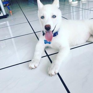 Meet your Posher, Michael